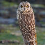 What Short Eared Owl, where?