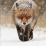 Frontal Fox