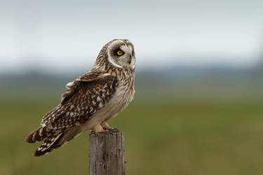 Short Eared Owl