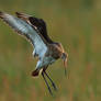 Landing Godwit