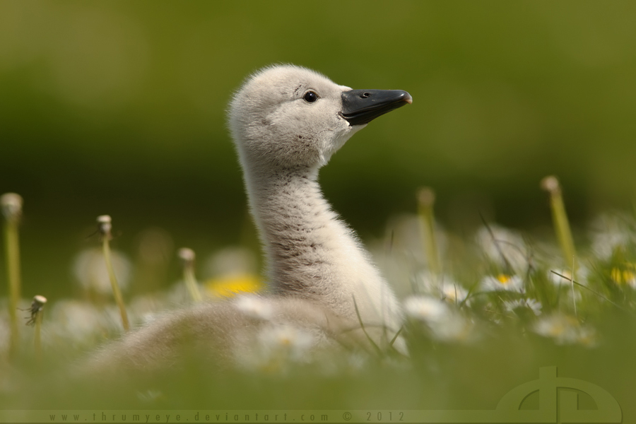 The Smiling Swanling