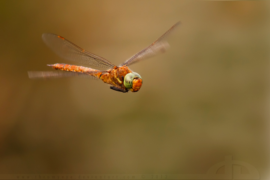 High Speed Hawker