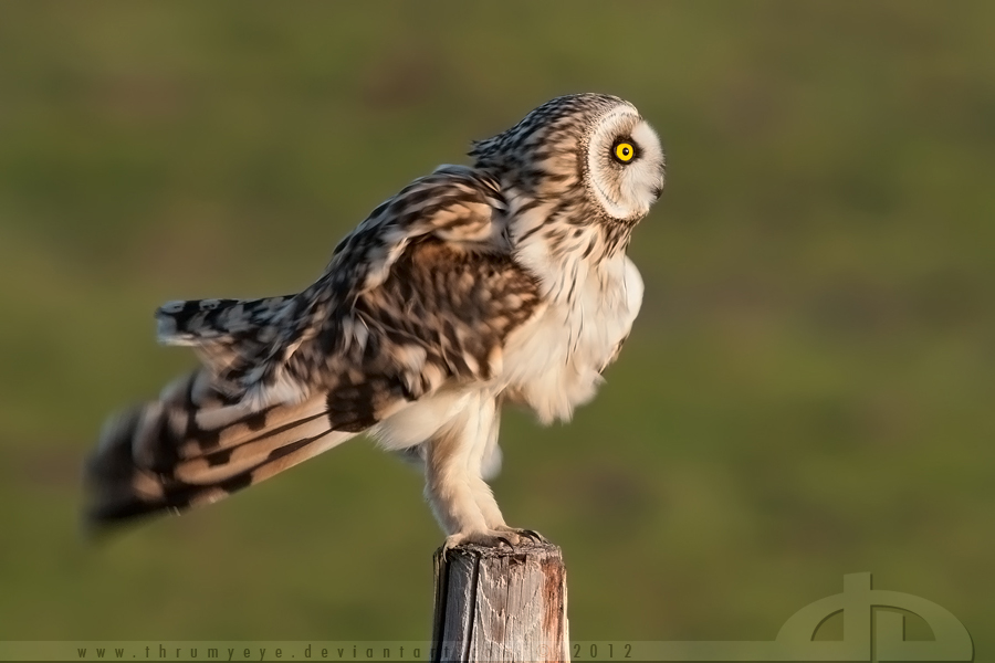 The Short Eared Shake