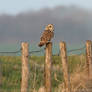 Shorty on a Fence