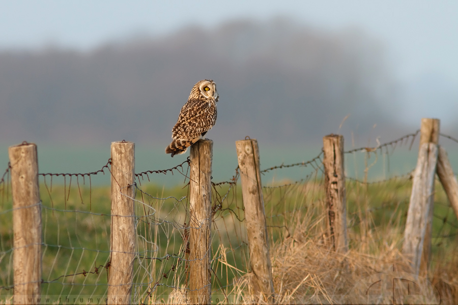 Shorty on a Fence