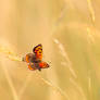 Butterfly in Gold
