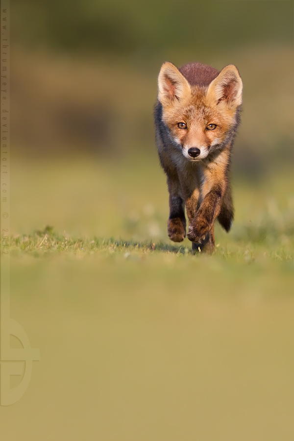 Running Fox Cub