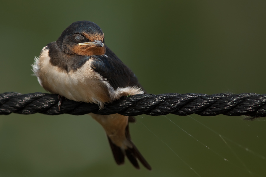 Sleeping Swallow