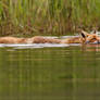 Swimming Fox