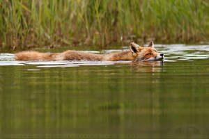 Swimming Fox
