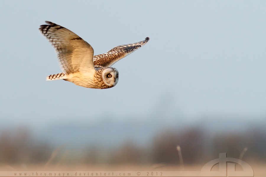 Short Eared Owl in Flight