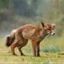 Wet Fox Kit