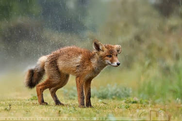 Wet Fox Kit