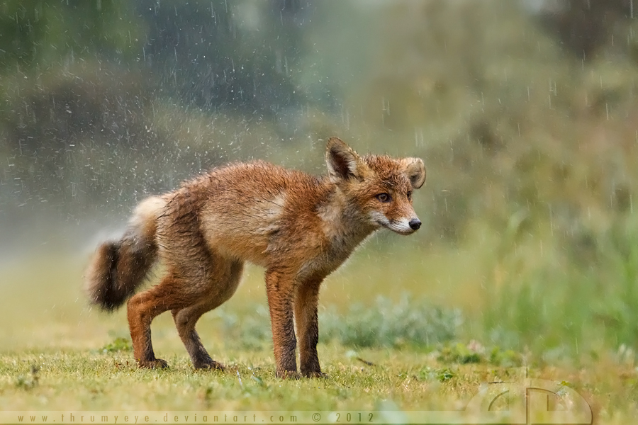 Wet Fox Kit by thrumyeye Wet Fox Kit by thrumyeye