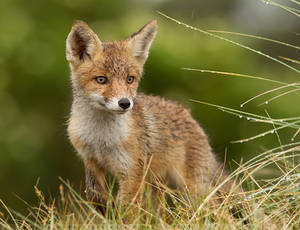 The Wet Fox Kit by thrumyeye