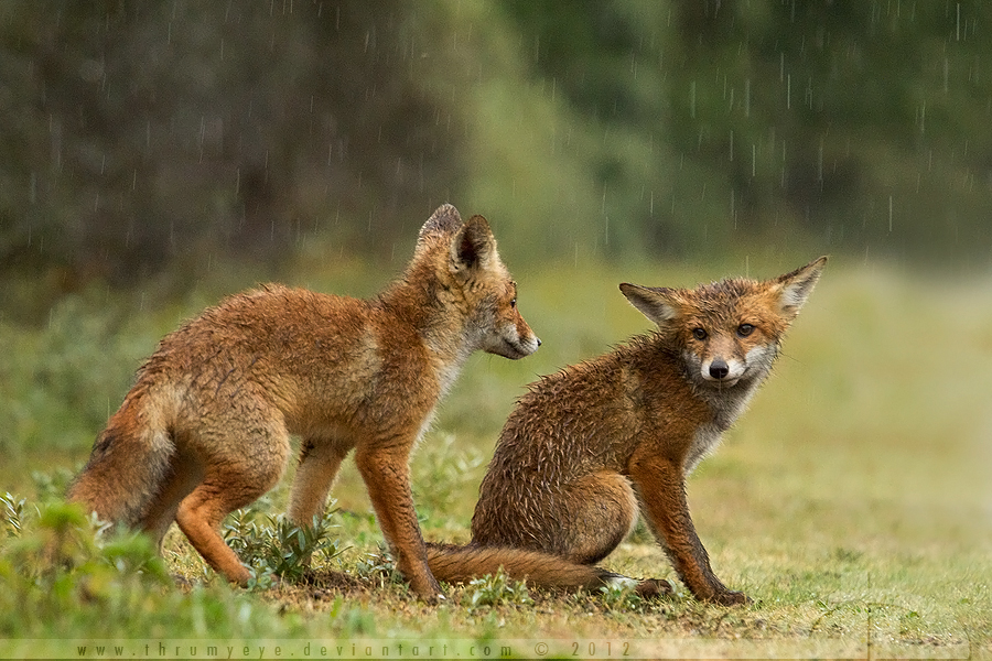 Soaked Fox Kits