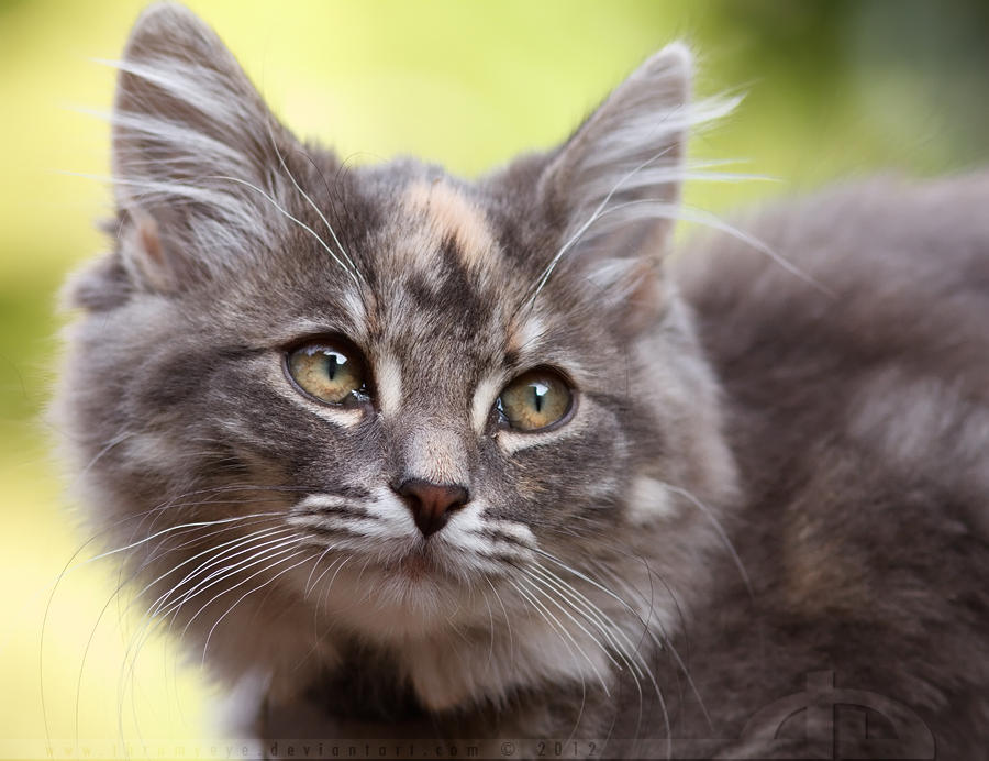 CatFace by thrumyeye CatFace by thrumyeye