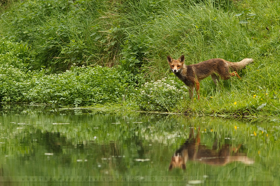 Fox Reflections