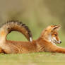 Stretch Fox