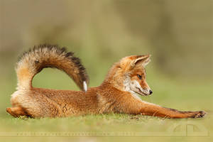 Stretch Fox by thrumyeye