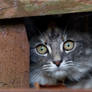 Framed Kitten