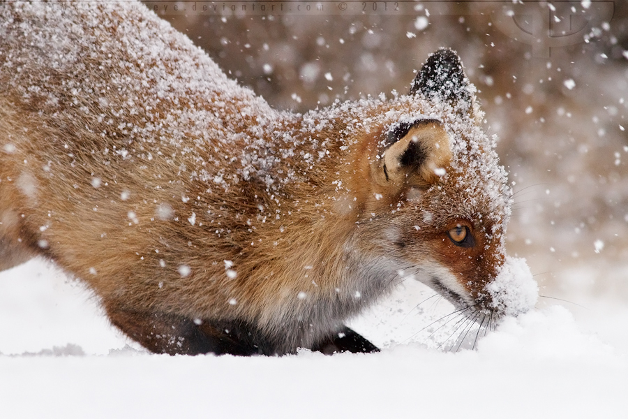 SnowPlowFox