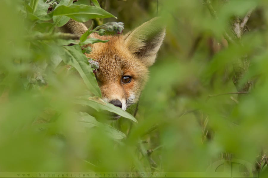 Под fox. Лиса спряталась. Лиса выглядывает. Лиса прячется. Любопытный Лисенок.