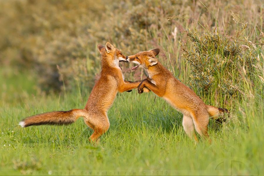 Fox Fight Fox Fight by thrumyeye on DeviantArt