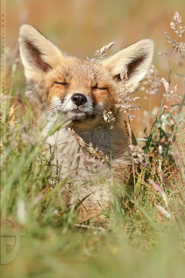 A Fox Bouquet