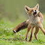 Foxes 'n Votes