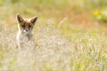 Romantic Fox