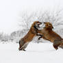 Fighting Foxes in the Snow