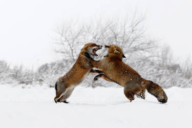 Fighting Foxes in the Snow by thrumyeye