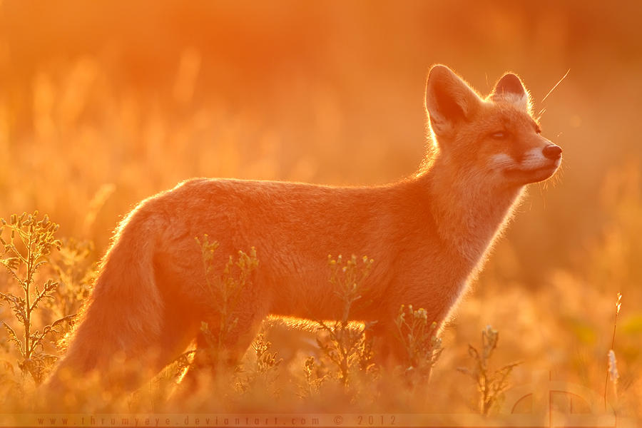 Fire Fox by thrumyeye on DeviantArt