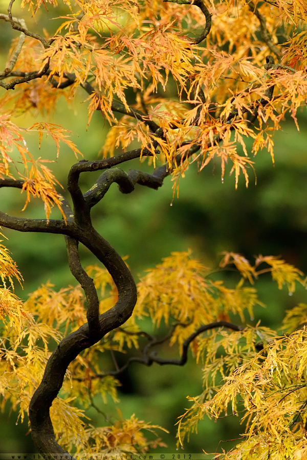 Acer Autumn