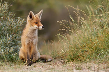 Young Fox on the Lookout