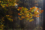 United Colours of Autumn by thrumyeye