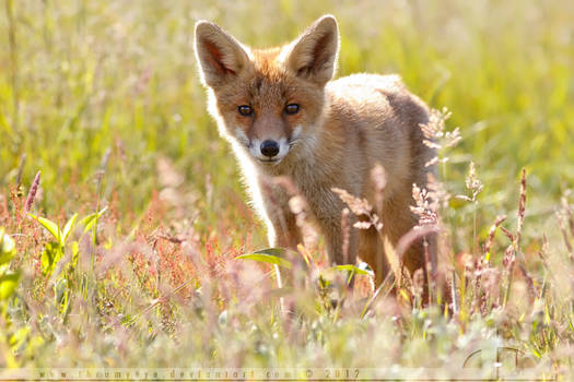 A Fox Summer Bouquet