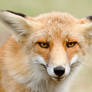 Woof, I'm a Wolf