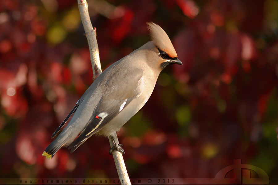 Waxwing in Red