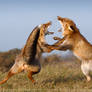 A Fox Fight