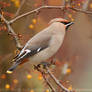 Waxwing Fever