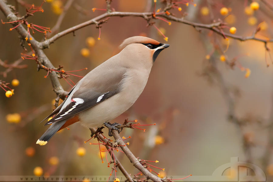 Waxwing Fever by thrumyeye