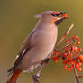 The Waxwing and the Berry