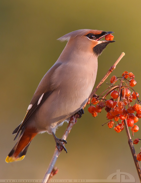 The Waxwing and the Berry