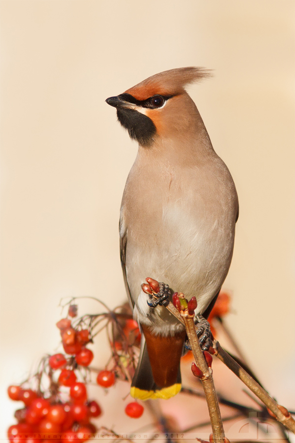 Waxwing at sunset