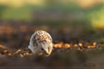 Hedgehog on a Mission by thrumyeye