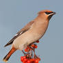 Waxwing on a Stick