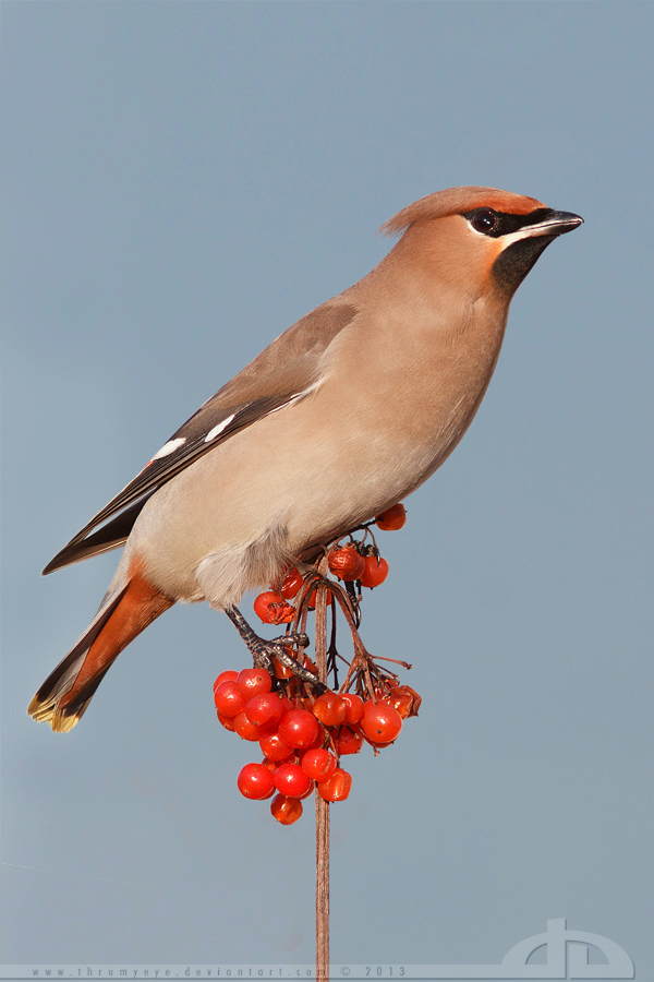 Waxwing on a Stick