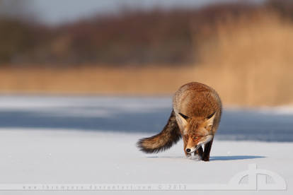 Fox on the ICe